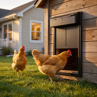 Hen heading into a backyard coop through the open ChookGate Battery Coop Door at dusk