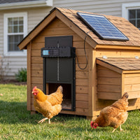 Hen stepping out of a backyard coop through the open ChookGate Solar Coop Door