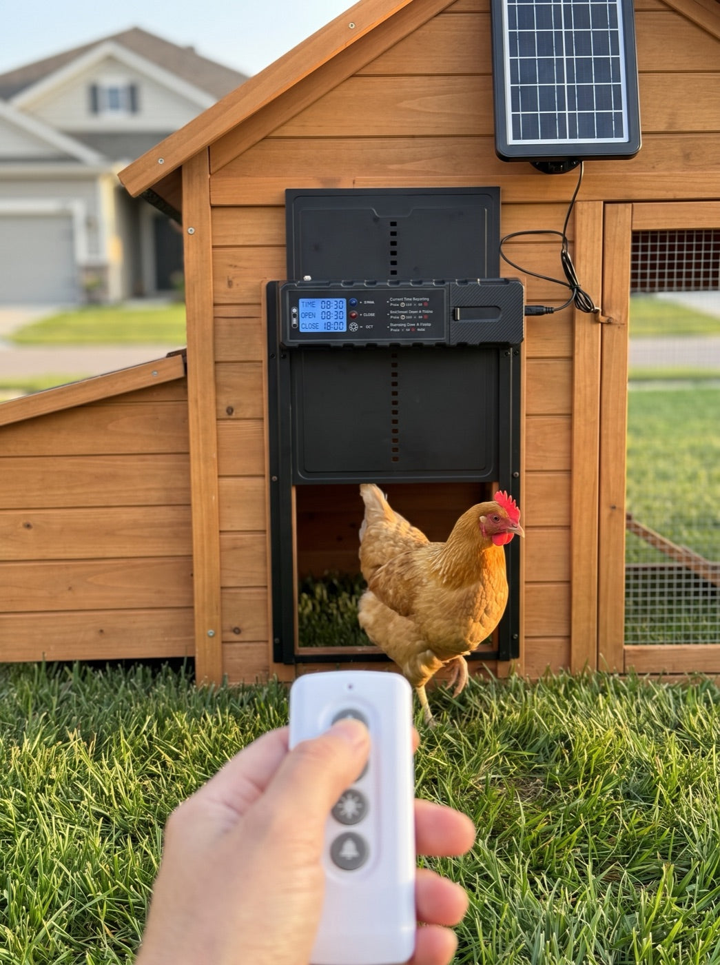 Hand holding the ChookGate remote with the coop door open behind
